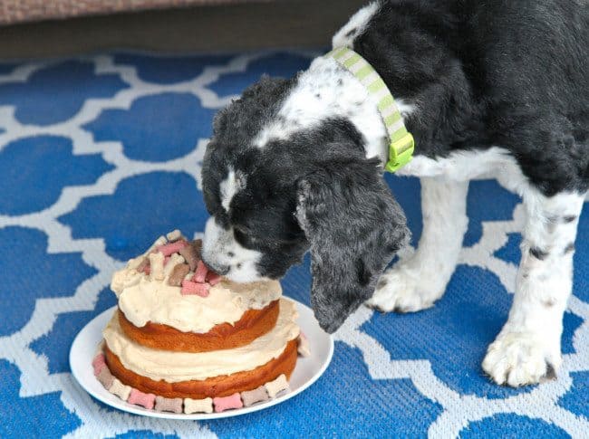 Spoiled Dog Cake Recipe Love From The Oven