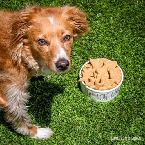Home dog treat maker uses human food ingredients
