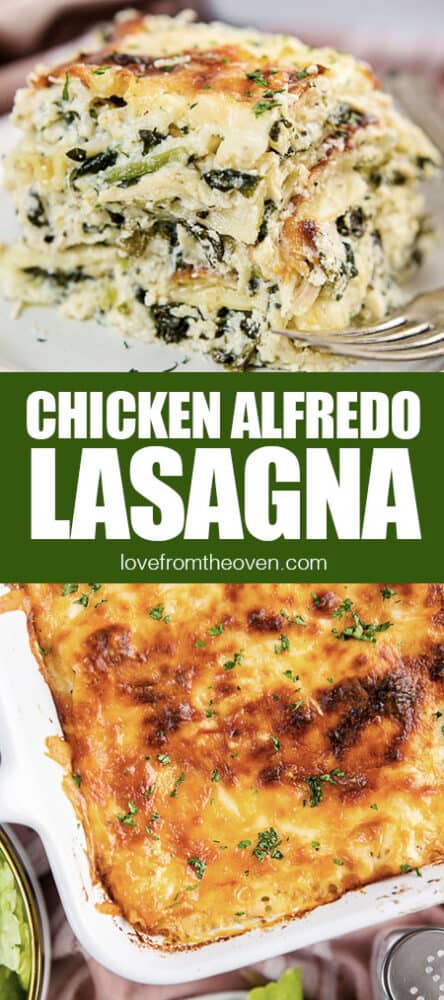 Creamy Chicken Alfredo Lasagna Recipe • Love From The Oven